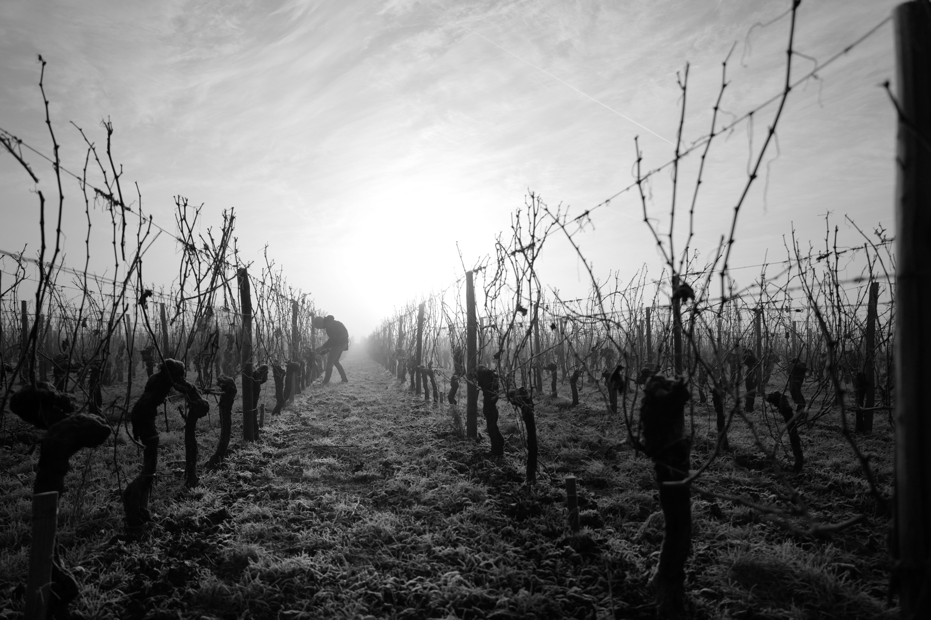 Taille des vignes en hiver près de Saint-Emilion